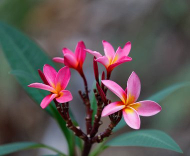 Pembe çiçekler Frangipani, Plumeria bulutlu bir günde doğal arka plan, Meraklı Ol, madagaskar vahşi doğası
