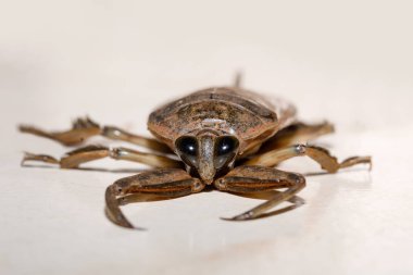 Madagaskar Dev Su Böceği, Lethocerus oculatus, Ankarafantsika Ulusal Parkı, Madagaskar Vahşi Hayatı, Afrika