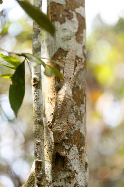 Maskeli yosunlu yaprak kuyruklu kertenkele ağaç kabuğunda, Uroplatus sikorae, etrafındakilerle eşleşecek şekilde derisinin rengini değiştirme yeteneği olan kertenkele. Andasibe Ulusal Parkı, Analamazaotra, Madagaskar Vahşi Hayatı