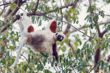 Lemur Coquerel 'in sifaka' sı Propithecus coquereli ağaçtan besleniyor. Ankarafantsika Ulusal Parkı, Madagaskar Vahşi Hayatı