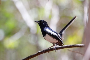 Madagaskar Kuşu Saksağan Robin, Copsychus albospecularis, yeşil bir arka planda bir dal üzerine tünemiştir. Ankarafantsika Ulusal Parkı, Madagaskar Vahşi Hayatı