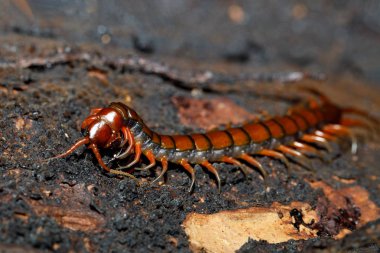 Tropikal yağmur ormanlarındaki yosun ağacı, Farankaraina Ulusal Parkı, Madagaskar yaban hayatı ve vahşi doğadaki kırkayak.