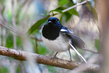 Madagaskar Kuşu Saksağan Robin, Copsychus albospecularis, yeşil bir arka planda bir dal üzerine tünemiştir. Ankarafantsika Ulusal Parkı, Madagaskar Vahşi Hayatı