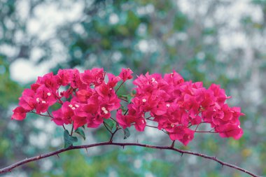 Ankarafantsika Ulusal Parkı 'nda kırmızı Bougainvillea çiçekleri, Madagaskar vahşi yaşamı, Afrika. Çiçek arka planı