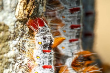 Ayakkabı bağı tırtılları, Ankarafantsika Ulusal Parkı, Madagaskar yaban hayatı ve vahşi doğada bir ağaç gövdesinde savunma pozisyonu alırlar.