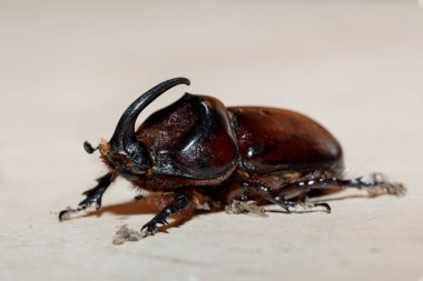 Gergedan böceği (Oryctes nasicornis), Ankarafantsika Ulusal Parkı, Madagaskar vahşi yaşamı, Afrika