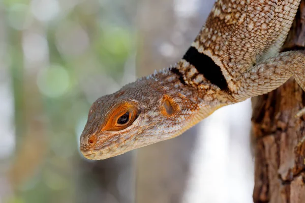 Oplurus Cuvieri Conocido Como Lagarto Iguanideo Cuello Iguana Collarada Madagascar — Foto de Stock