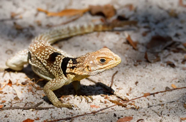 Oplurus Cuvieri 红蜥蜴 Collared Iguanid Lizard 红鬣蜥 Corlared Iguanid Lizard — 图库照片