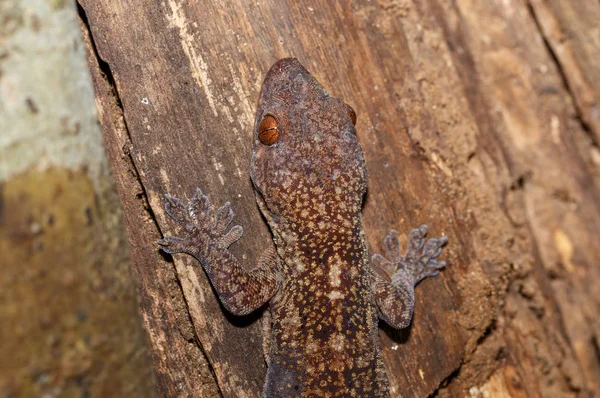 Masked Mossy Leaf Tailed Gecko Tree Bark Uroplatus Sikorae Gecko — Stock Photo, Image