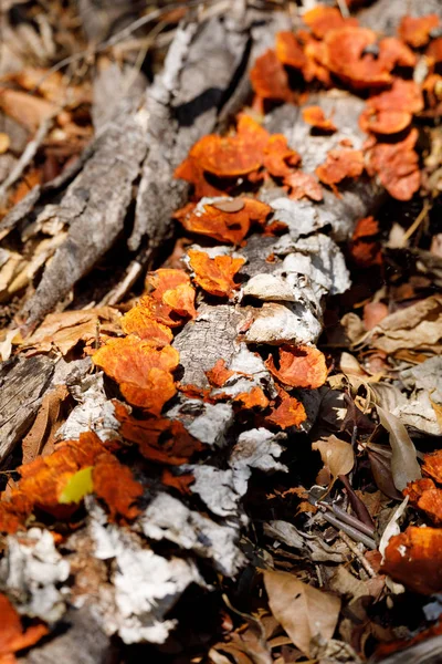 Pycnoporus Orangefarbener Pilz Stamm Eines Regenwaldbaums Ankarafantsika Nationalpark Wildnis Madagaskars — Stockfoto