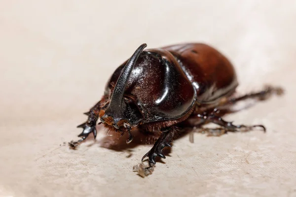 Besouro Rinoceronte Oryctes Nasicornis Parque Nacional Ankarafantsika Madagáscar Vida Selvagem — Fotografia de Stock