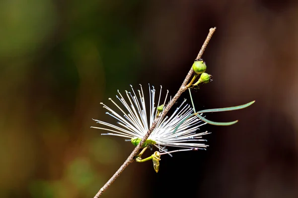 Thilachangustifolium Wild Chroma Flower Madagascar Ankarafantsika National Park Madagascar Wilderness — стоковое фото