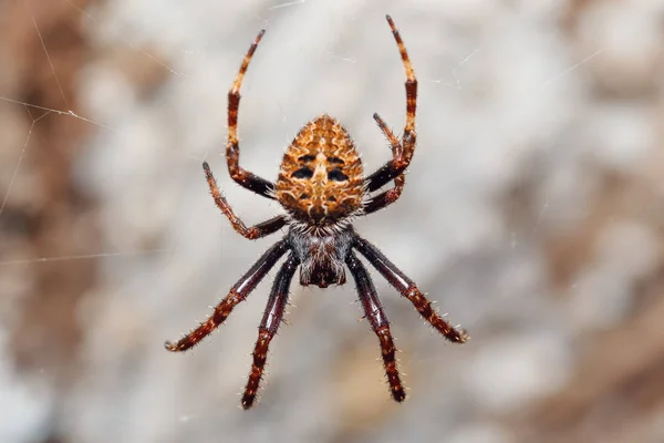 Gömbölyű Pókpók Masoala Nemzeti Park Toamasina Tartomány Madagaszkári Vadvilág Vadon — Stock Fotó