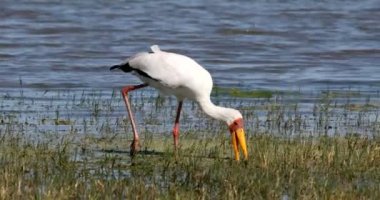 büyük kuş Sarı gagalı leylek (Mycteria ibis) gagasında küçük balık yakalamak, Moremi oyun rezerv Botswana, Afrika yaban hayatı