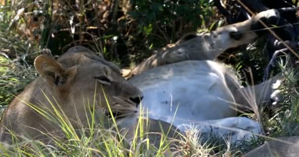 Νεαρό Λιοντάρι Panthera Leo Θηλυκό Χωρίς Χαίτη Δείχνει Δόντια Και — Αρχείο Βίντεο