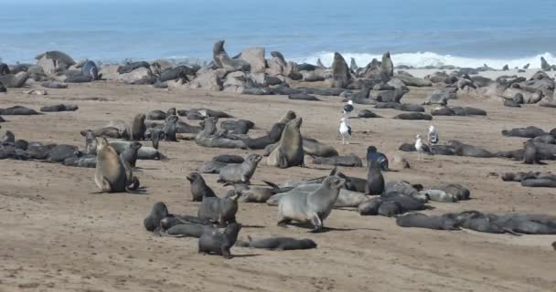 Bruine Pelsrobben Kolonie Cape Cross Namibië Safari Fauna — Stockvideo