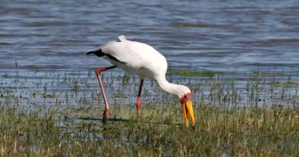 Большая Птица Желтоклювый Аист Mycteria Ibis Ловит Мелкую Рыбу Клюве — стоковое видео