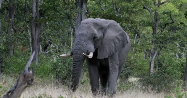 Majestic African Elephant Moremi Game Reserve Botswana Safari Wildlife — Stock Video