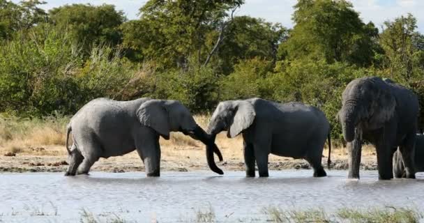 Elefante africano em cachoeira, safári africano vida selvagem — Vídeo de Stock