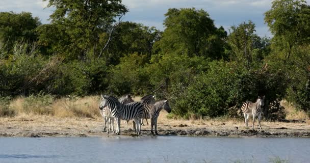 Zebra Bush, Botsvana Afrika yaban hayatı — Stok video