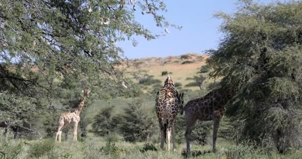 Lindo jirafas en kalahari, Sudáfrica fauna — Vídeo de stock