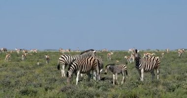 Oynak bayağı zebra ve diğer vahşi hayvanlar Afrika bush, etkin Milli Parkı, Namibya Afrika yaban hayatı yaban hayatı safari sürüsü