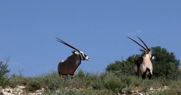 Gemsbok Oryx Gazella Horizont Van Kalahari Groene Woestijn Met Hoog — Stockvideo