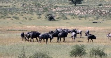 Kalahari, yeşil çöl yağmur sezon sonra vahşi mavi Wildebeest Gnu sürüsü. Kgalagadi Sınırötesi Park, Güney Afrika yaban hayatı safari