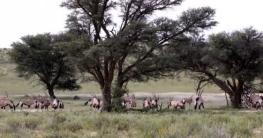 uder ağacı, Kalahari Oryx gazella, uzun otların ile yeşil çöl yağmur sezonundan sonra dinlenme Gemsbok sürüsü. Kgalagadi Sınırötesi Park, Güney Afrika yaban hayatı safari
