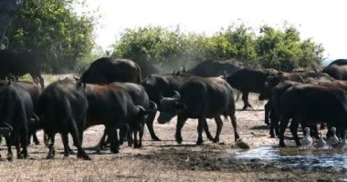 Afrika Burnu Bufalosu sürüsü Chobe Nehri, Botsvana safari vahşi yaşamından su içiyor.