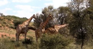sevimli zürafalar yeşil Kalahari Çölü'yağmur sezonundan sonra otlatma. Kgalagadi Sınırötesi Park, Güney Afrika yaban hayatı safari