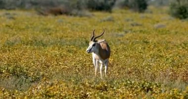 Springbok Antidorcas Marsupialis, yeşil Kalahari 'de, yağmur mevsiminden sonra, Güney Afrika vahşi yaşamı