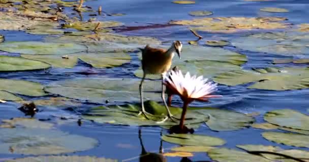 中型鳥アフリカ レンカク科 Actophilornis アフリカヌスは ホテイアオイの葉と Waterlliy 花間で歩きます 食品を Iside 花を探しています — ストック動画