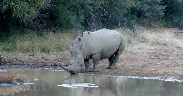 Especies Peligro Extinción Rinoceronte Blanco Hoyo Agua Parque Nacional Pilanesberg — Vídeo de stock