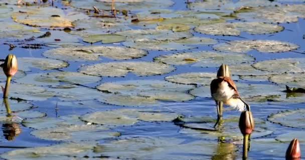 Afrikanska Jacana Actophilornis Africanus Promenader Bland Vattenhyacint Blad Och Waterlliy — Stockvideo