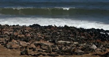 Cape çapraz, dünya, Afrika, Namibya safari yaban hayatı en büyük kolonisi kahverengi kürk mühür
