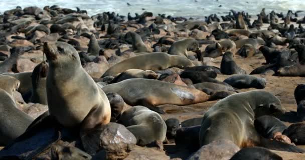 ケープクロス アフリカ ナミビア サファリ野生生物の最大の植民地で茶色のオットセイ — ストック動画