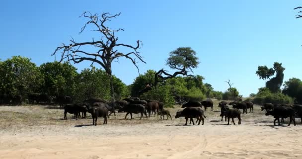 チョベ国立公園自然の生息地 ボツワナのアフリカのサファリの野性生物でふくらはぎの大きな群れアフリカ ケープバッファロー — ストック動画