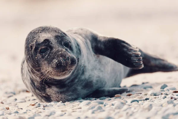 Junge Atlantische Seehundrobbe Phoca Vitulina Detailporträt Strand Der Insel Helgoland — Stockfoto