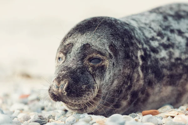 Mladý Atlantický Přístavní Tuleň Phoca Vitulina Detailní Portrét Pláži Ostrova — Stock fotografie