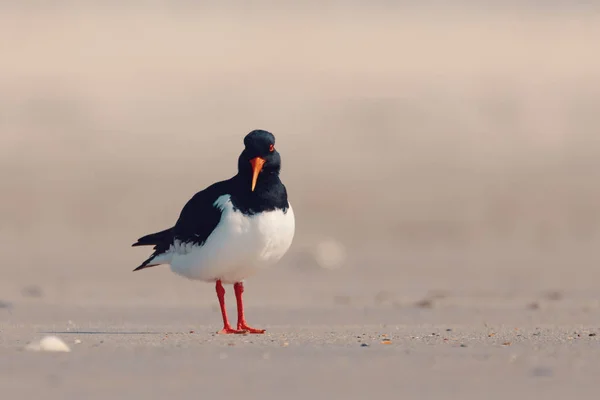 Uccello Acchiappa Ostriche Eurasiatiche Haematopus Ostralegus Sulla Spiaggia Dell Isola — Foto Stock