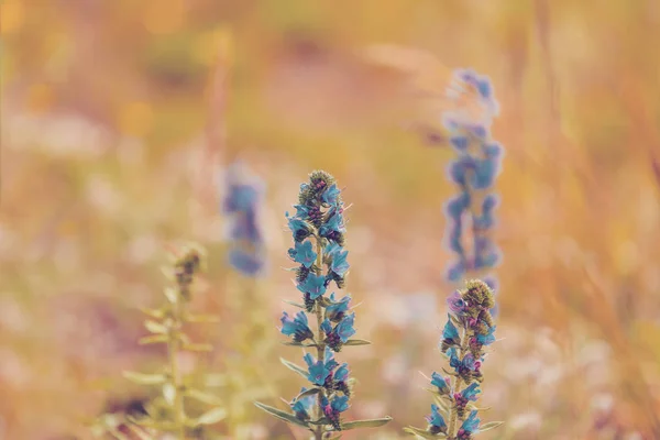 Lato blueweed kwiat kwitnąć — Zdjęcie stockowe