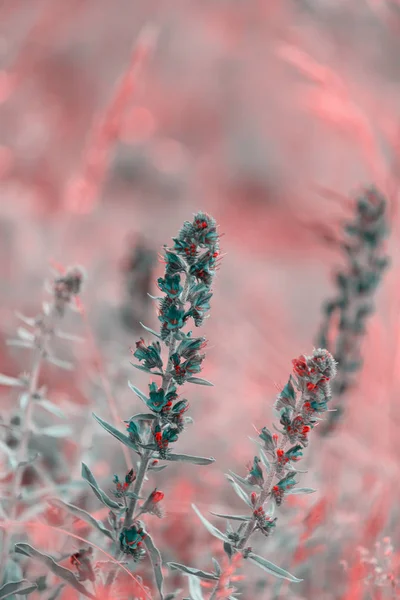 Fiore di blueweed estivo — Foto Stock