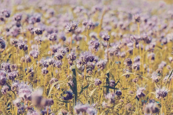 Purple tansy field, countryside — Stock Photo, Image