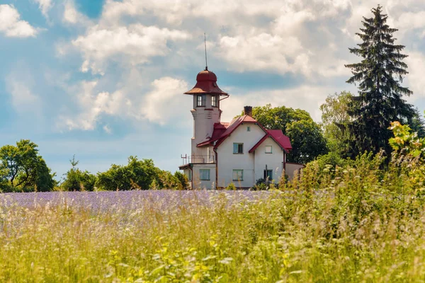 Lila tansy mező, vidék — Stock Fotó