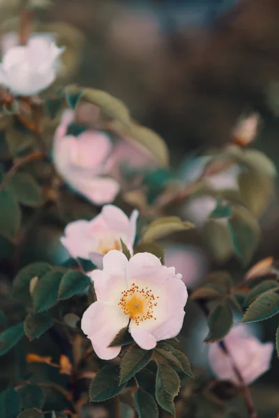 Rosa canina o rosa canina fiore — Foto Stock