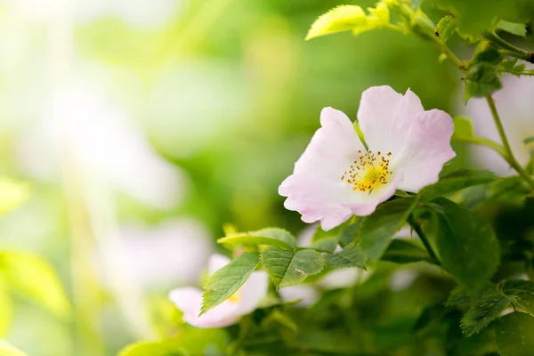 Hagebutte oder Hagebuttenblüte — Stockfoto