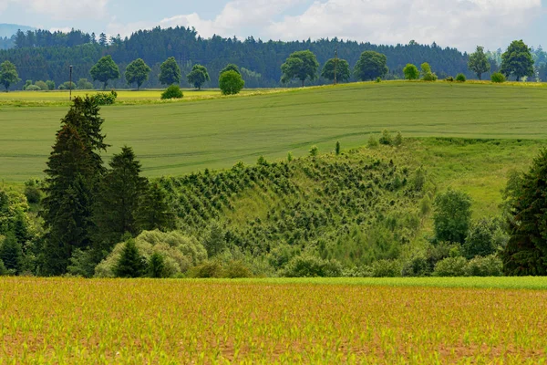 Estate rurale estate paesaggio — Foto Stock