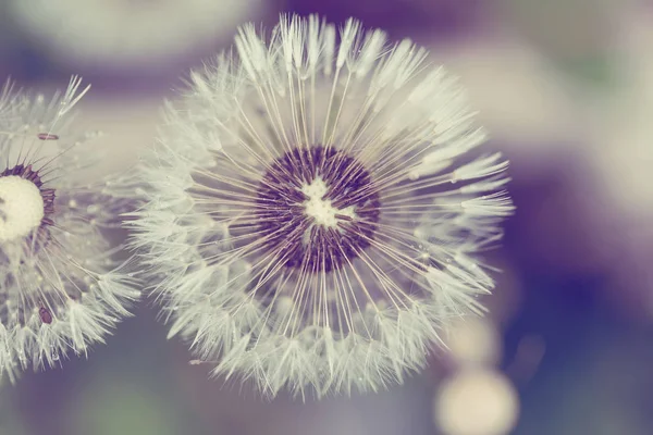 Close up of Dandelion on background green grass — Stock Photo, Image