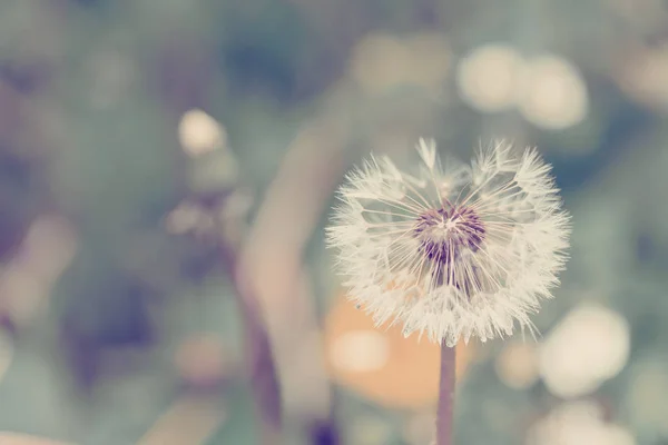 Close up of Dandelion on background green grass — Stock Photo, Image